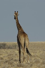 Girafe vue de dos dans la brousse - Namibie