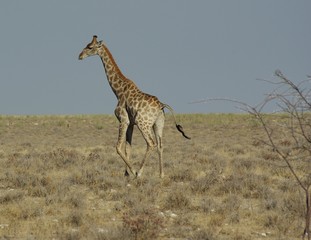 Girafe dans la brousse - Etosha - saison sèche