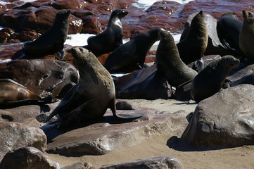 Colonie d'otarie à fourrure  (Arctocephalus pusillus) Cape Cross