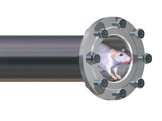 pipeline water and rat