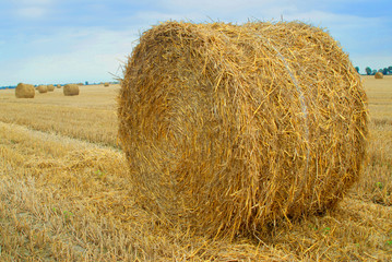 Straw bales on a field in the summer