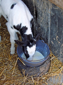 Veau Boit Du Colostrum/lait