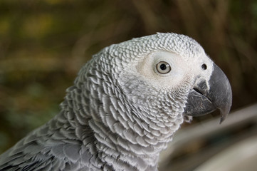 grey parrot