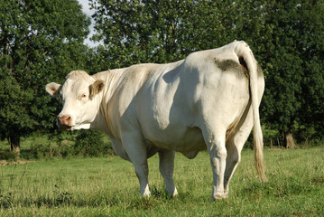 Taureau 