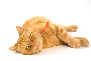 cat