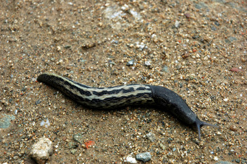 Slug on sand