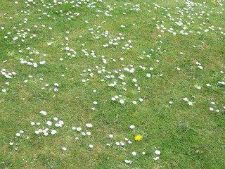 Wiese mit Löwenzahn