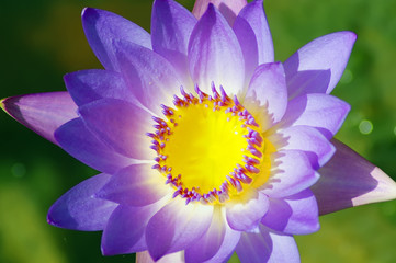 lotus 1