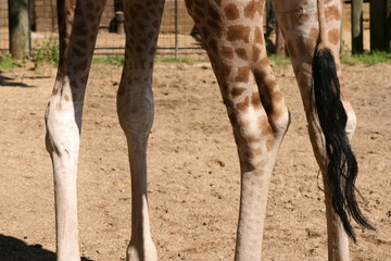 Girafe Legs