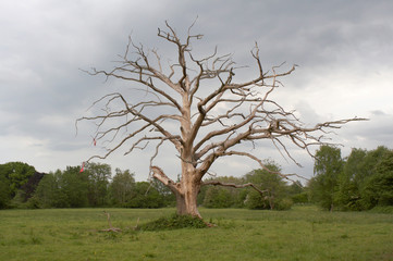 Dead tree