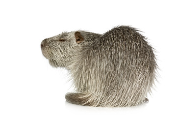Coypu or Nutria (Myocastor coypus)