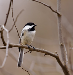 Black-capped Chickadee