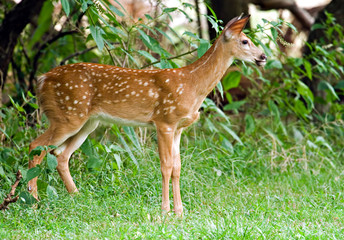 White-tailed Fawn