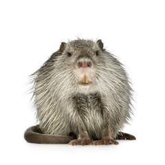 Coypu or Nutria (Myocastor coypus)