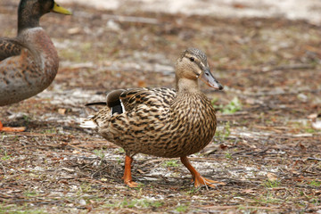 duck at the edge of water