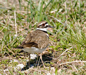 Killdeer