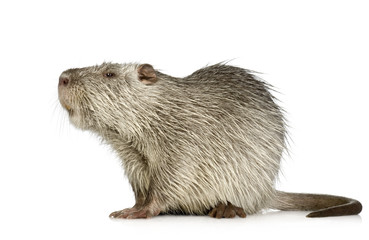 Coypu or Nutria (Myocastor coypus)