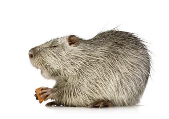 Coypu or Nutria (Myocastor coypus)