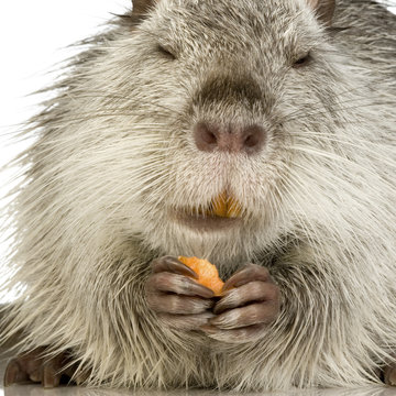 Coypu or Nutria (Myocastor coypus)