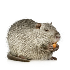 Coypu or Nutria (Myocastor coypus)
