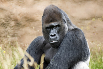 Lowland gorilla