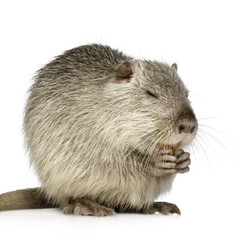Coypu or Nutria (Myocastor coypus)