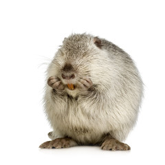 Coypu or Nutria (Myocastor coypus)