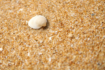 Coquillage sur le sable