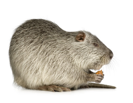 Coypu or Nutria (Myocastor coypus)