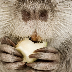 Coypu or Nutria (Myocastor coypus)