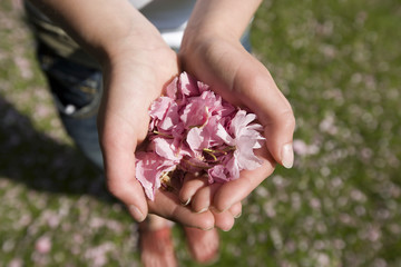 girl holding chrry blossoms in her hand