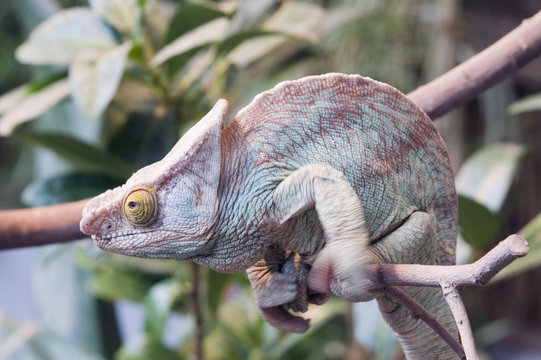 Parsons Chameleon