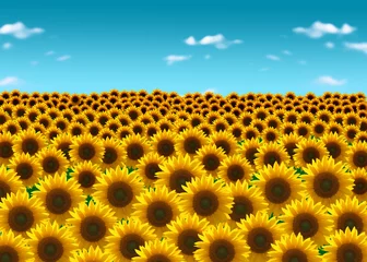 Foto auf Acrylglas Sonnenblume sonnenblumenfeld