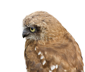 New Zealand owl (3 years)