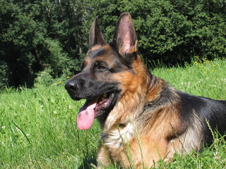 Deutscher Schäferhund