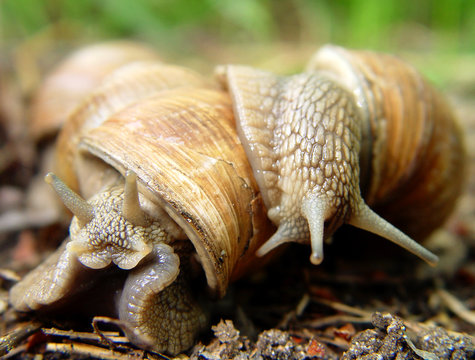 Two snails in love
