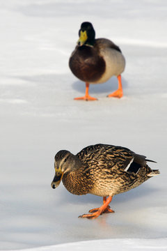 Two ducks in the winter