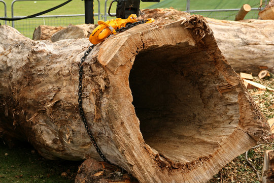 deforestation