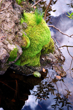 Green Moss at Quiet Pool