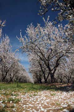 Almond Orchard In Bloom