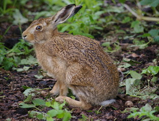hare 3 © new kid