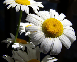 Daisies on black background