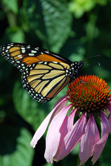 Monarch butterfly drinking nectar of pink daisy flower