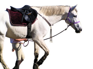 horse and jockey