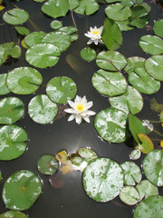 Lilypads