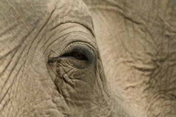 Elefant und Auge