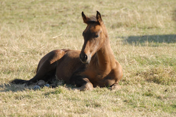 Fototapeta premium poulain dans une prairie