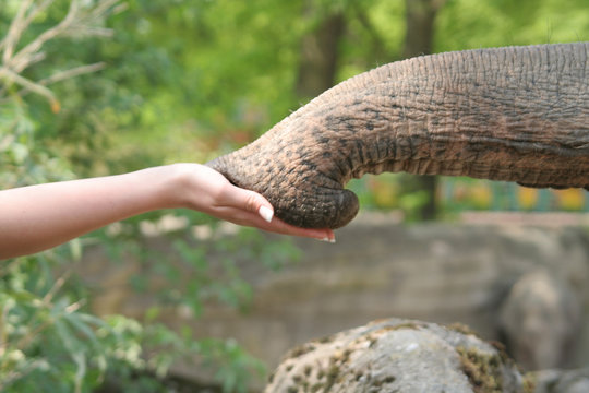 Elefant und Hand