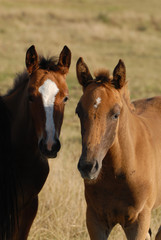 deux amis