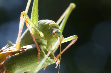 Speckled Bush-cricket #2
